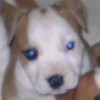 ANDreiAPBT